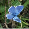 polyommat bellargus male4 don1